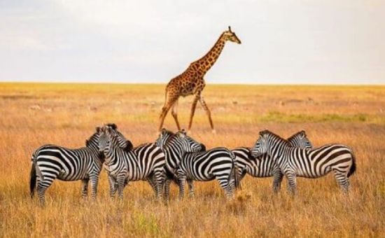 Bella Kenya Büyük Göç Turu  |  Ekstra Turlar Dahil  |  6 Gece - 7 Gün  |  THY ile