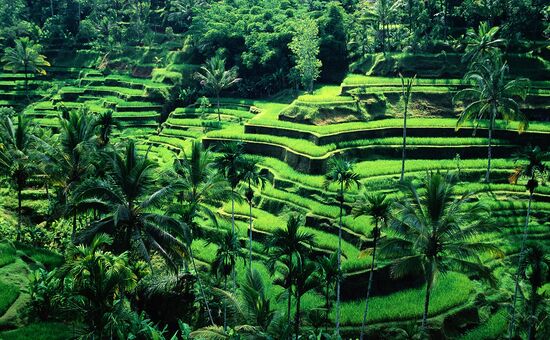 Bali & Ubud Serüveni Turu | THY ile | 6 Gece 7 Gün (DPS-DPS)