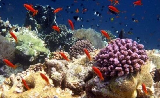 Ankara Çıkışlı I Sharm El Sheikh Turu I Pegasus HY ile I 4 Gece 5 Gün