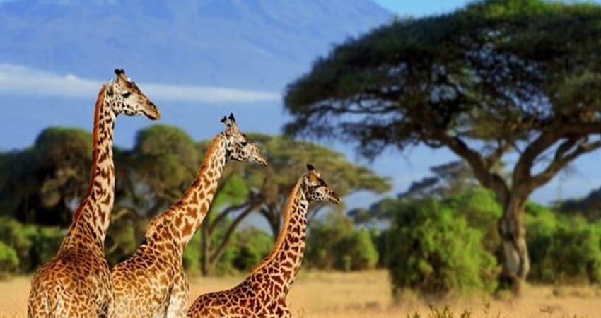 Güney Afrika Turu | 7 Gece 8 Gün | Vizesiz I Türk Havayolları ile