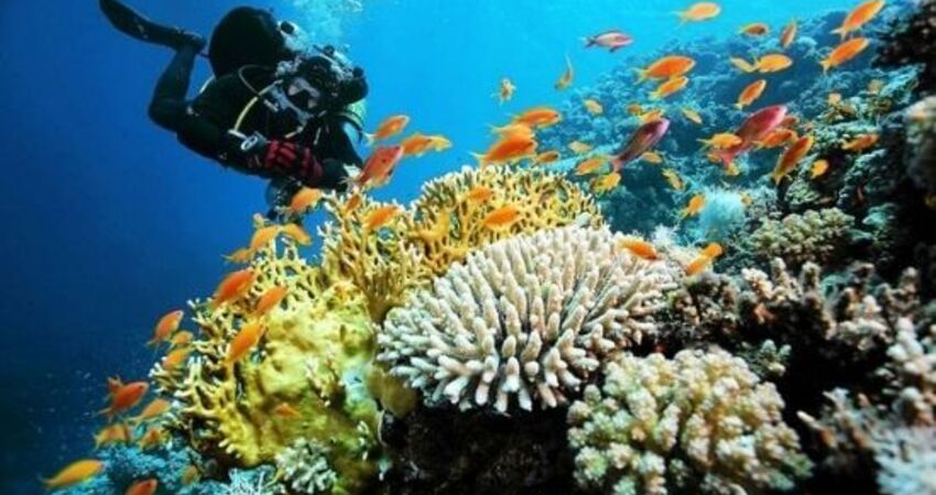 Ankara Çıkışlı I Sharm El Sheikh Turu I Pegasus HY ile I 4 Gece 5 Gün