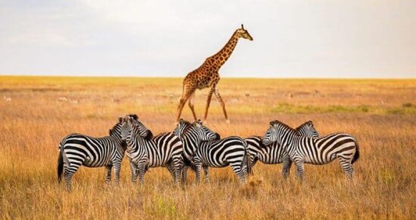 Kenya Mombasa & Safari Turu  |  7 Gece  |  THY ile