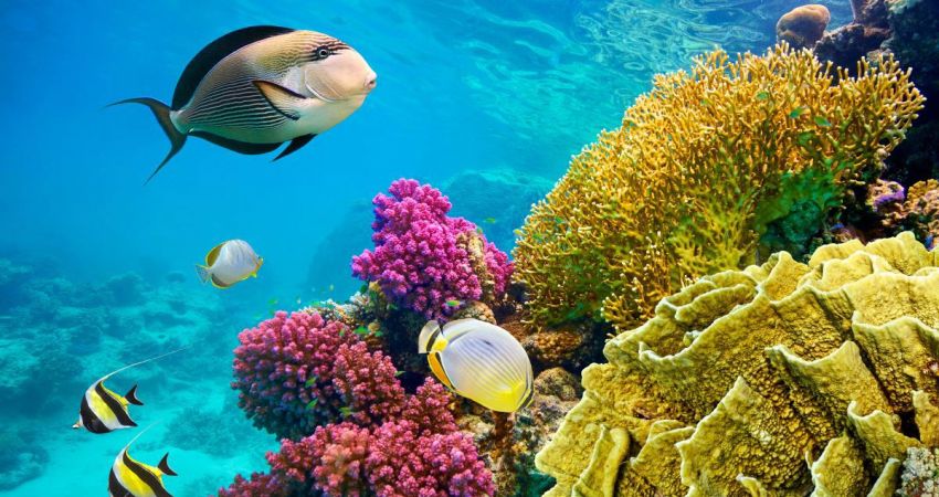 Sharm El Sheikh Turu  |  4 Gece 5 Gün  |  THY ile